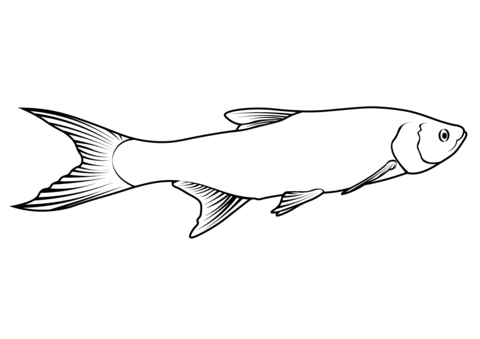 Asp Fish (Leuciscus Aspius) Coloring Page